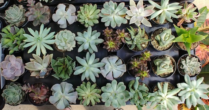 tender succulents