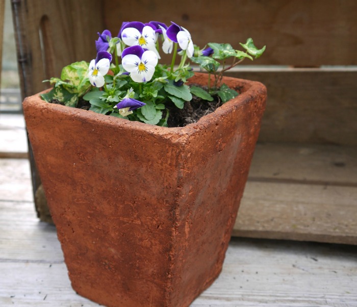 pansies in a terra cotta pot
