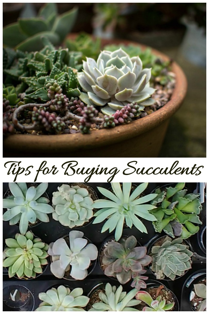 These tips for buying succulents will make sure that your shopping trip is a success.