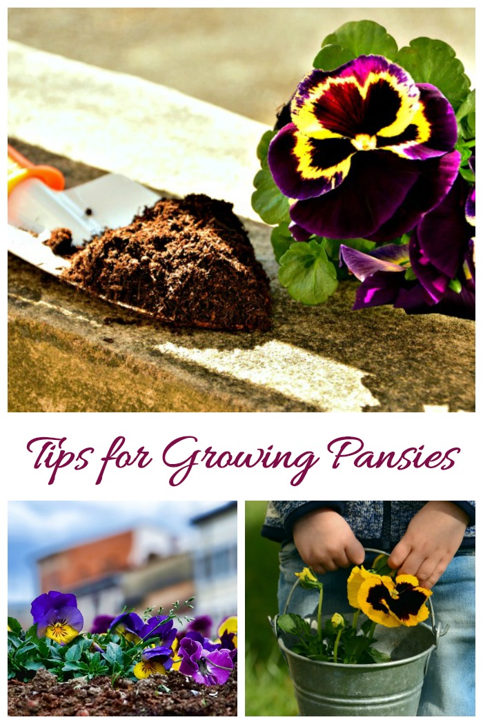 Tips for growing pansies
