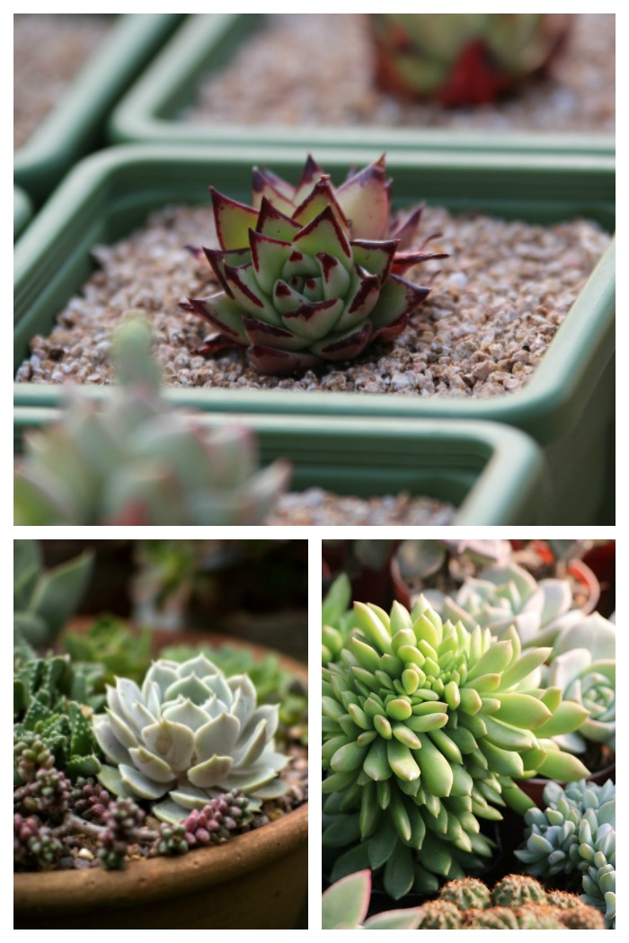 Buying succulents is easy if you fallow just a few simple tips.