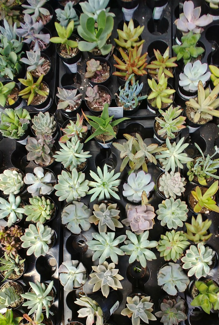Many varieties of succulents