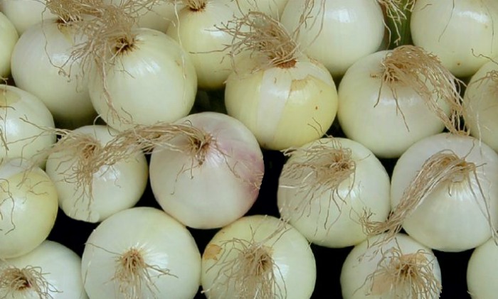 walla walla onions
