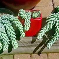 Donkey Tail Lambs Tail Burrito Sedum morganianum Succulent Cacti 3"-4" cuttings