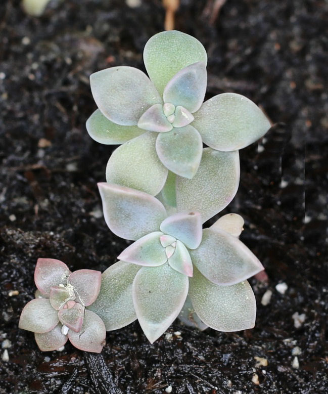 stem cuttings stem cuttings of aeonium succulent