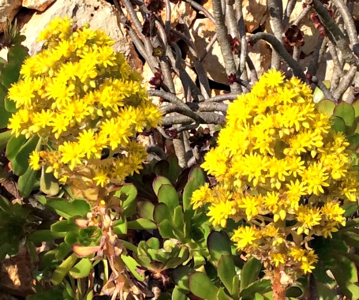 aeonium flowers Yellow start shaped flowers