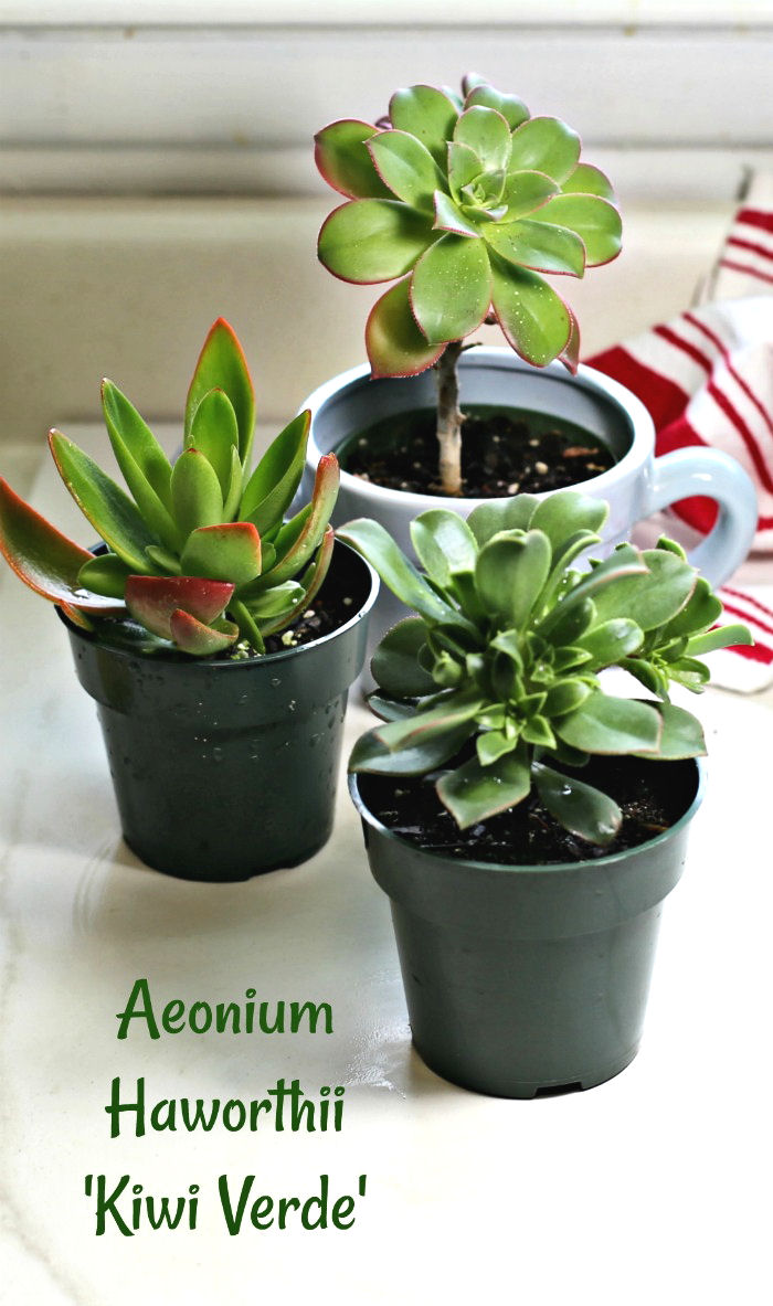 Aeonium Haworthii 'Kiwi Verde' and other crassulae Crassulas go dormant in the summer. and don't like very hot temps