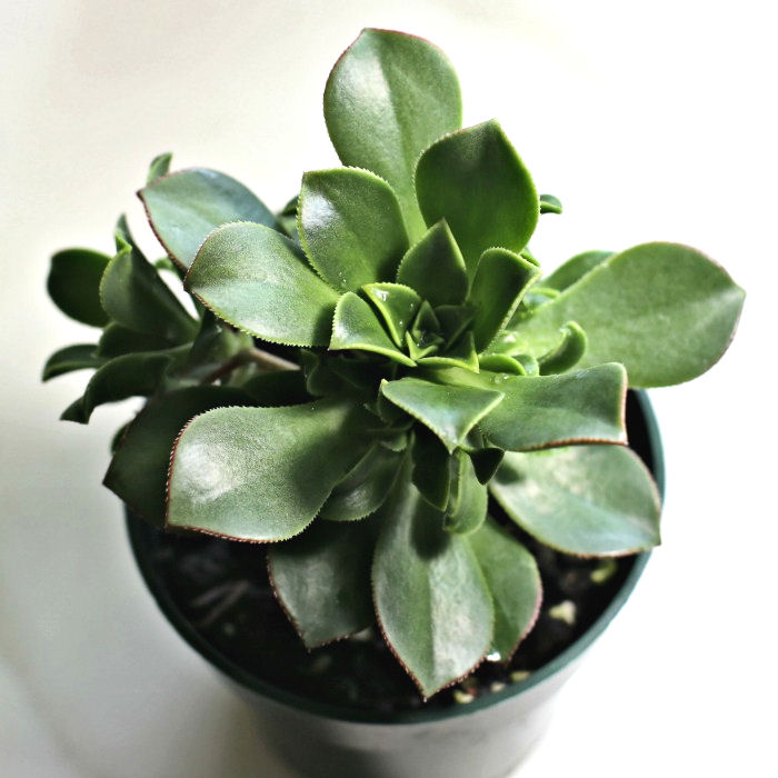Growing Aeonium Haworthii – Kiwi Verde Succulent