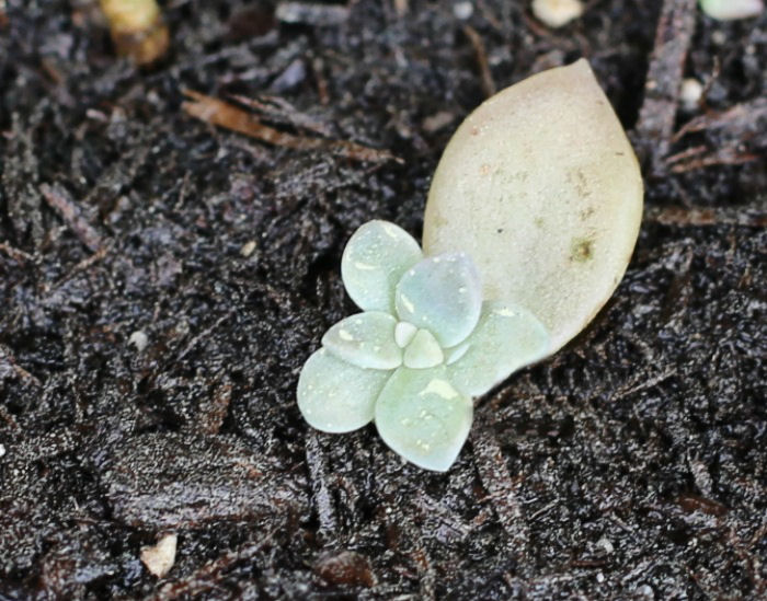 leaf cutting aeonium leaf cutting