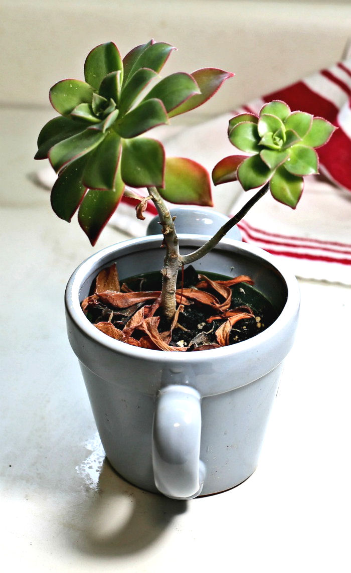 leggy succulent leaves off an aeonium succulent