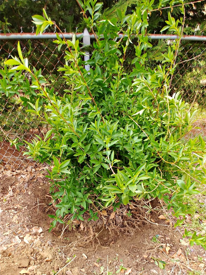 Digging around the root ball of a forsythia bush