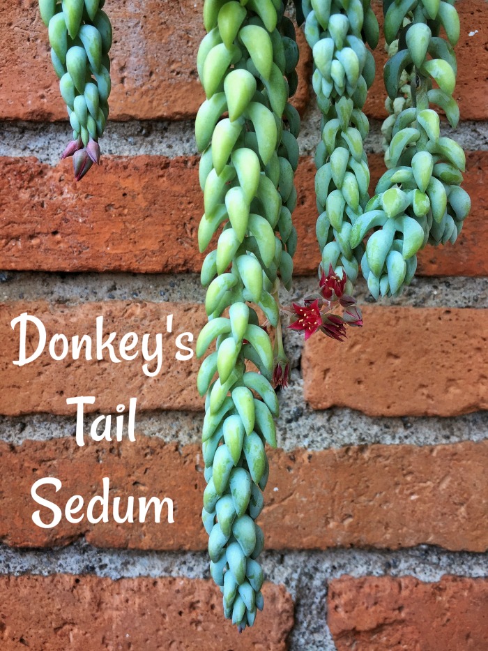 This gorgeous succulent is called Donkey's Tail Sedum. Click through for some growing tips.