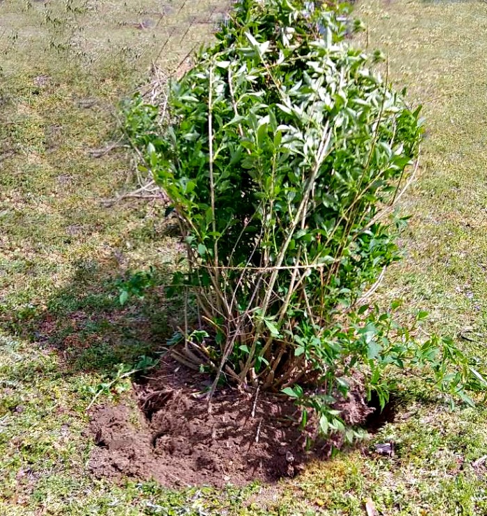 Transplanting forsythia in a new hold