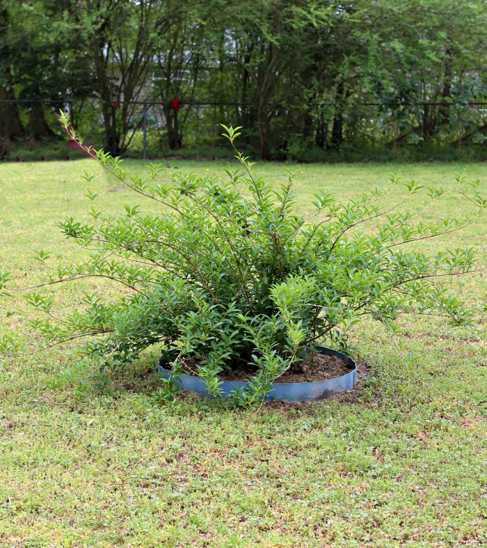 Transplanted Forsythia bush