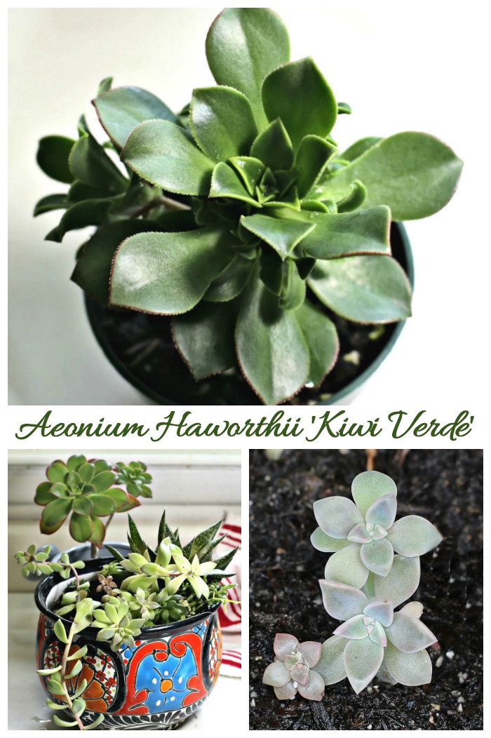 growing Kiwi verde succulent Tips for growing Kiwi Verde, an aeonium haworthii variety.