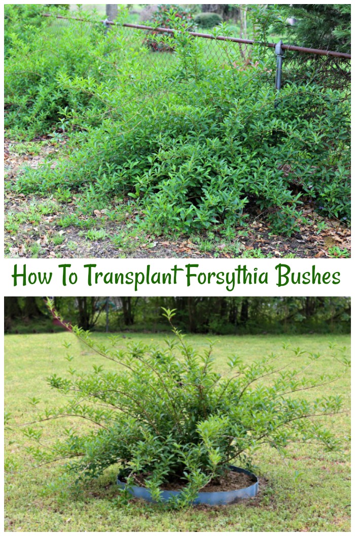 Tips for transplanting forsythia that have outgrown their original spot. You don't need a back hoe!