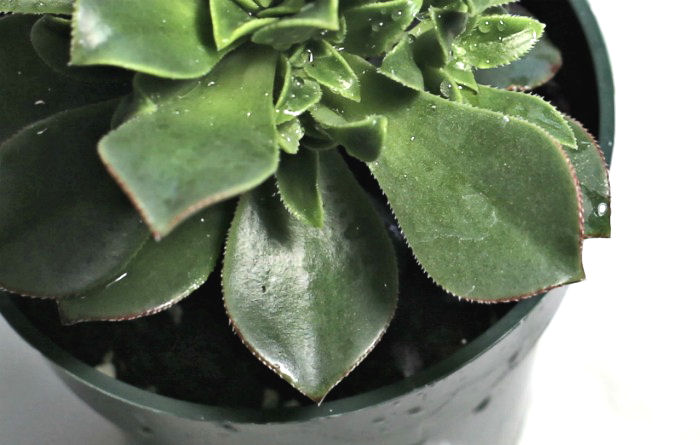 red margined glossy leaves of Aeonium Haworthii 'Kiwi Verde' Leaves of Aeonium Haworthii 'Kiwi Verde'