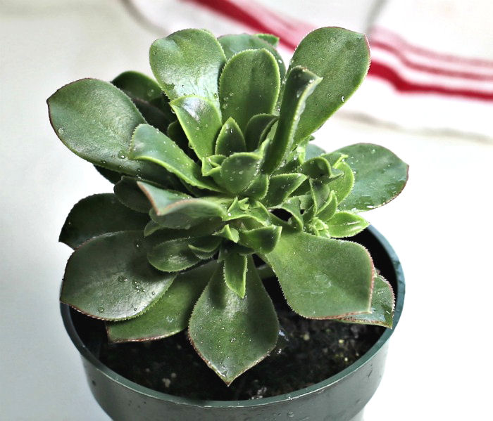 rosette growth rosettes of Aeonium Haworthii 'Kiwi Verde'