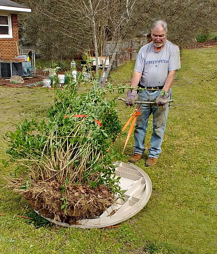 Moving the forsythia bush