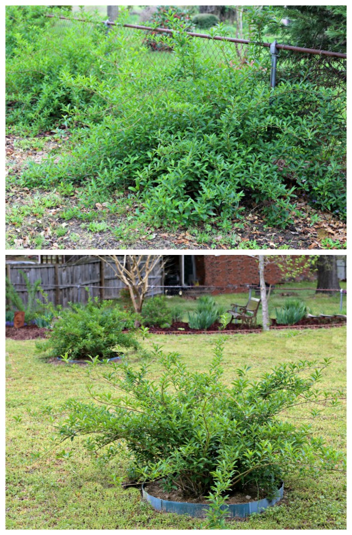 Tips for moving forsythia bushes
