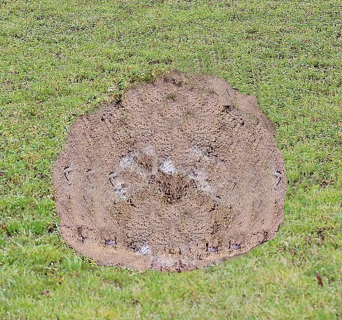 New hole for forsythia