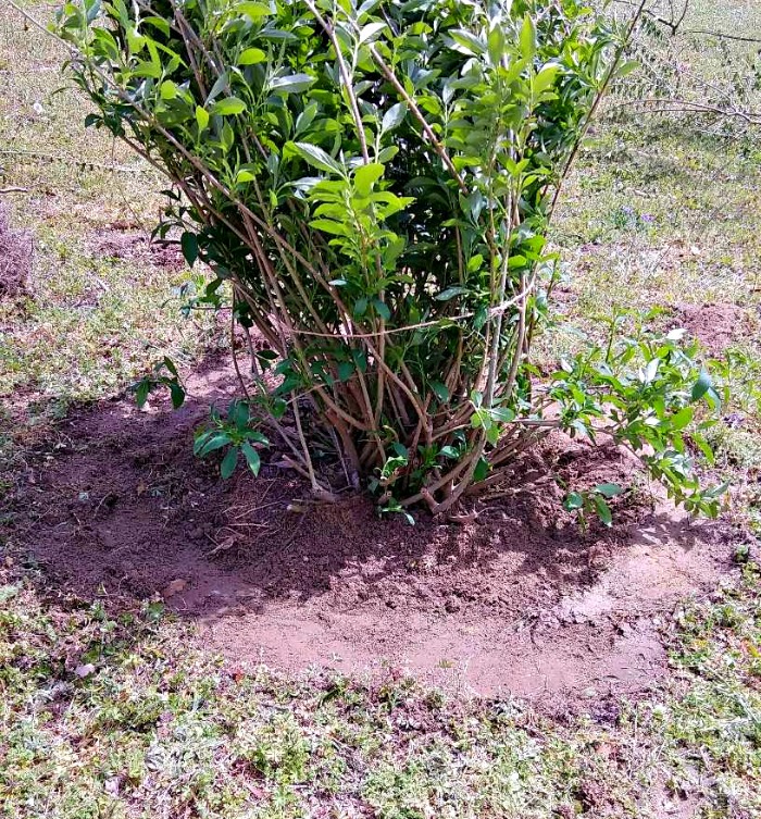 Adding new soil and compost to the new hole