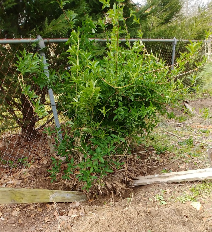 levering the root ball when transplanting forsythia