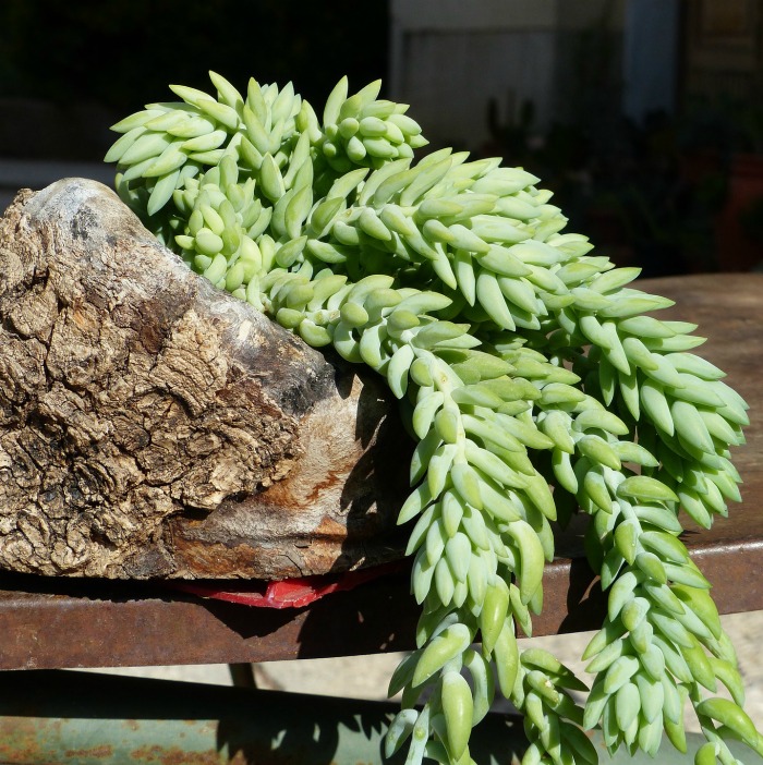 How to Grow Sedum Morganianum – Growing the Donkey Tail Succulent (with Photos!)