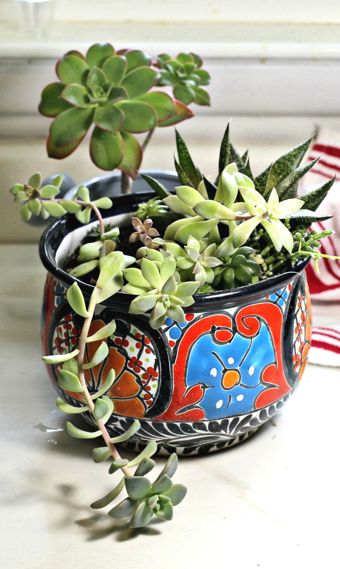 dish garden of succulents dish garden with Aeonium and other succulents