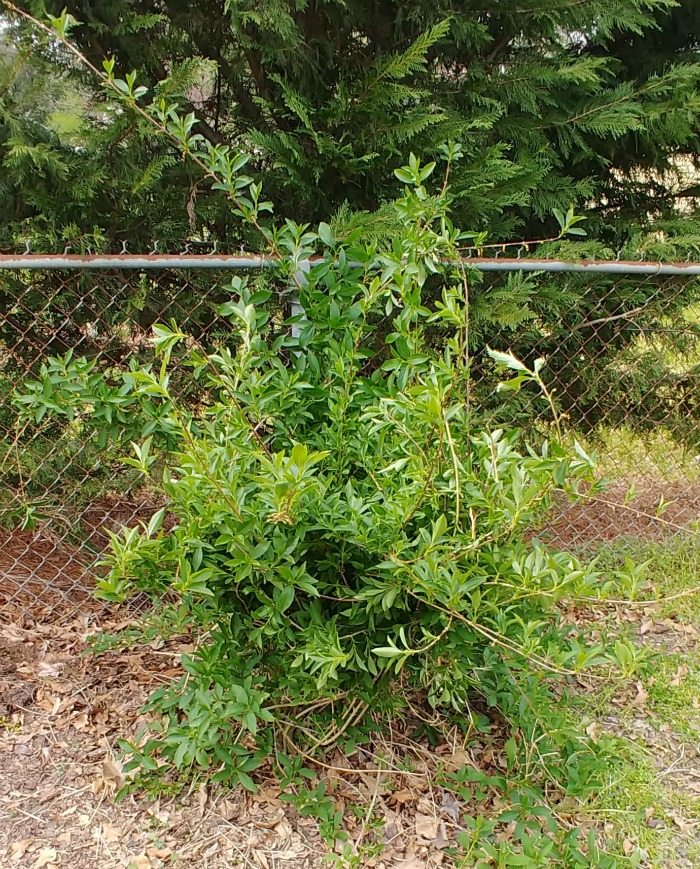 Forsythia canes tied with rope