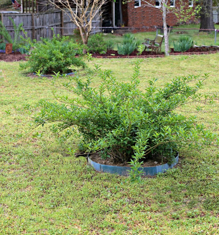 Transplanted forsythia bushes