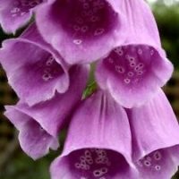 1000 PURPLE FOXGLOVE Digitalis Purpurea Flower Seeds