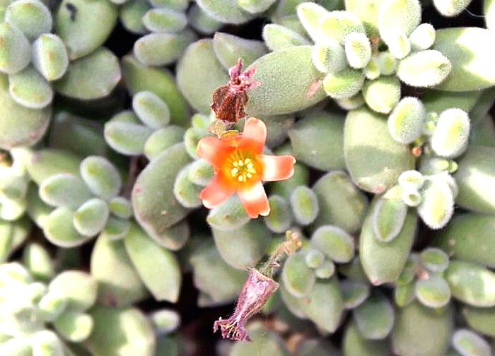 Flower of cotyledon tomentosa