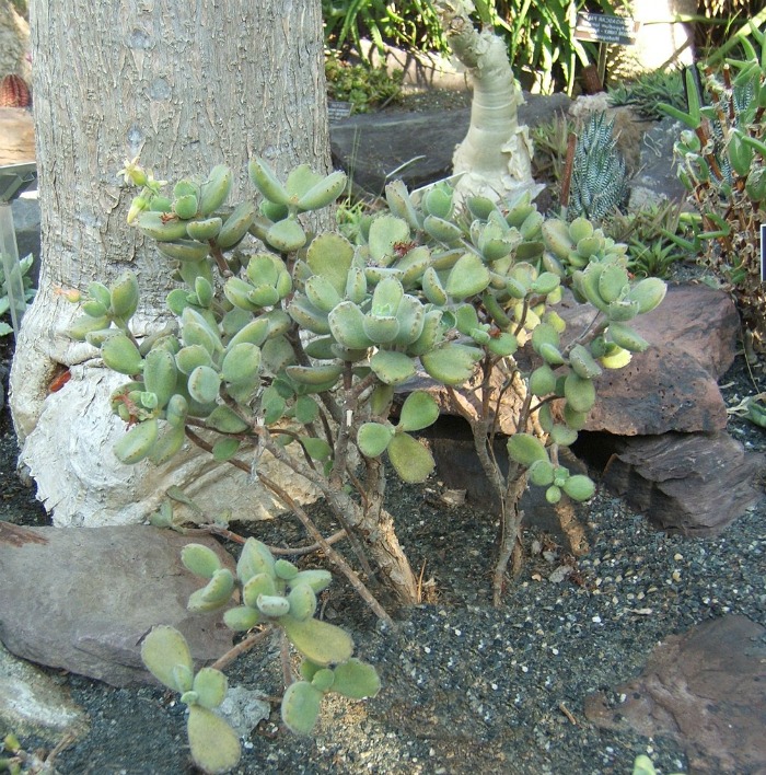 Cotyledon Tomentosa grown as an outdoor shrub