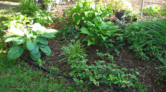 Shade garden with hostas and ferns