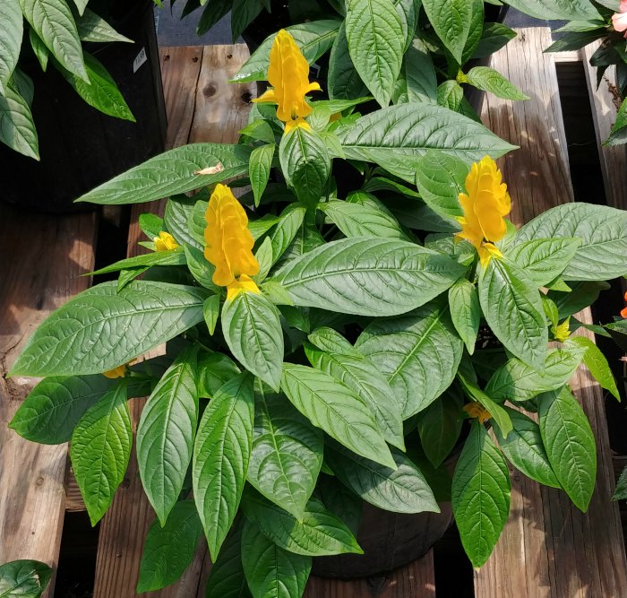 golden shrimp plant can tolerate partial shade