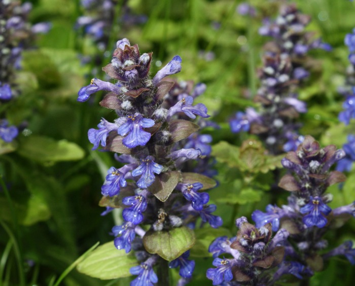 Ajuga or bugleweek is a great ground cover