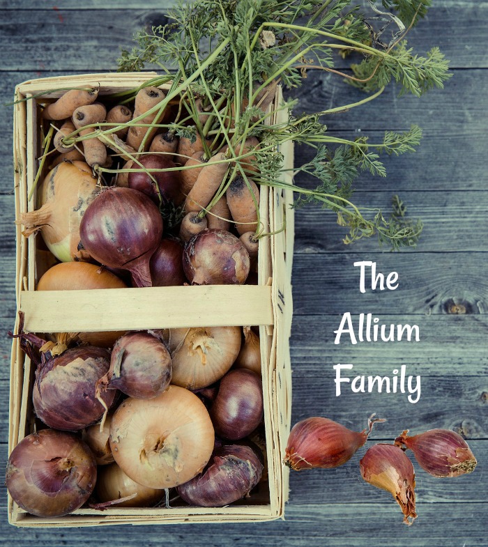 Members of the allium family