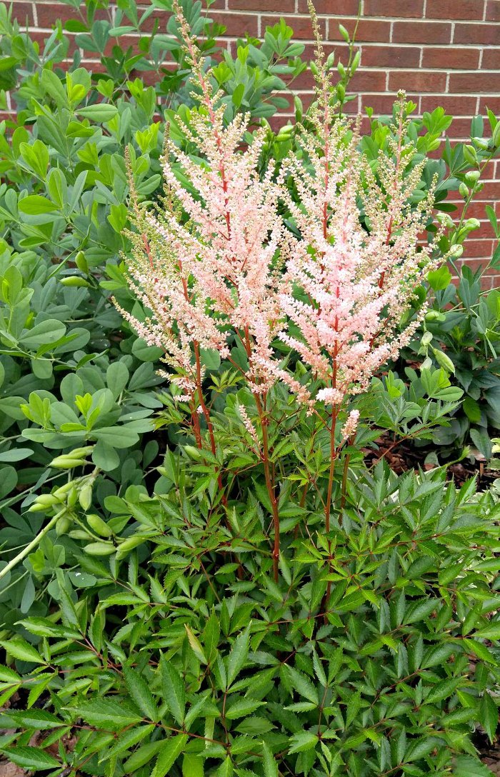 astilbe plant in flower