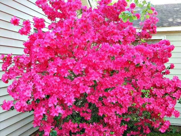 Pink azalea bush