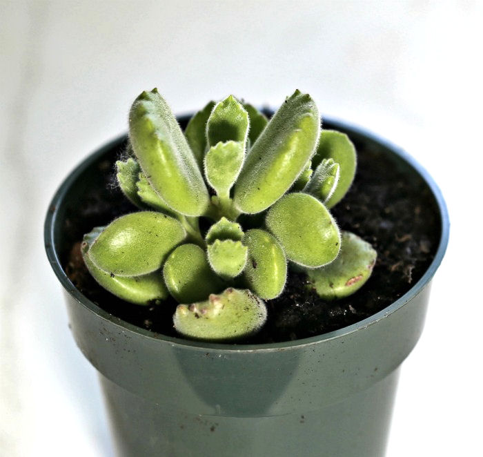 leaves of bear's claw cactus