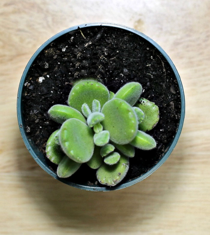 Bear's claw succulent plant