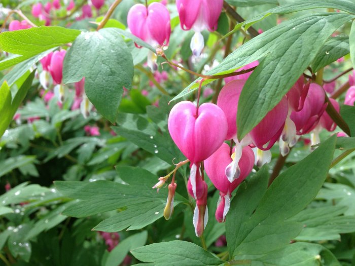 Bleeding hearts flowers