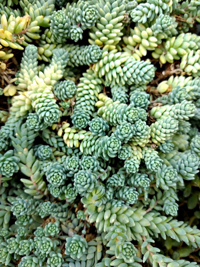 Blue tears sedum