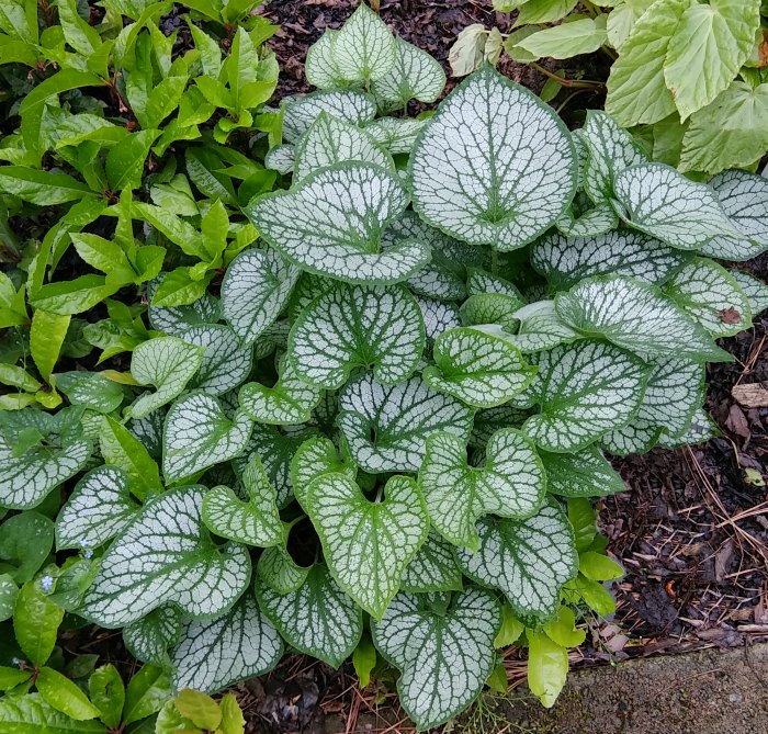Brunnera macrophyllia 'Jack Frost'