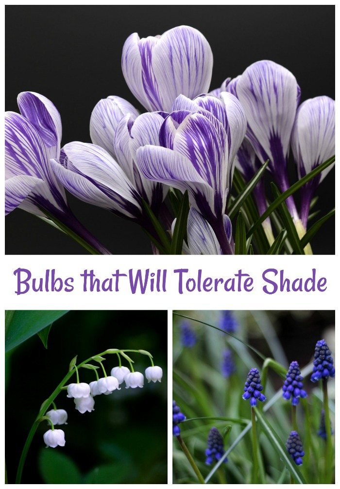 bulbs that can tolerate shade