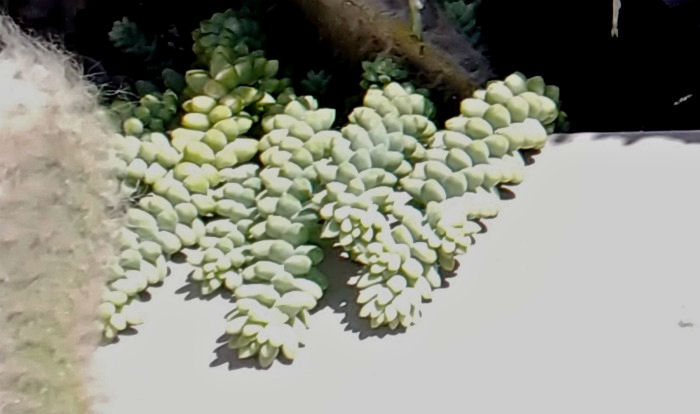 Tails of sedum burrito