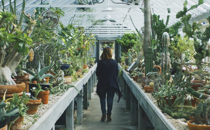 Where to buy succulents both locally and online