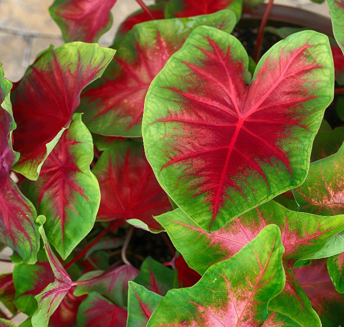 Red and green caladiums