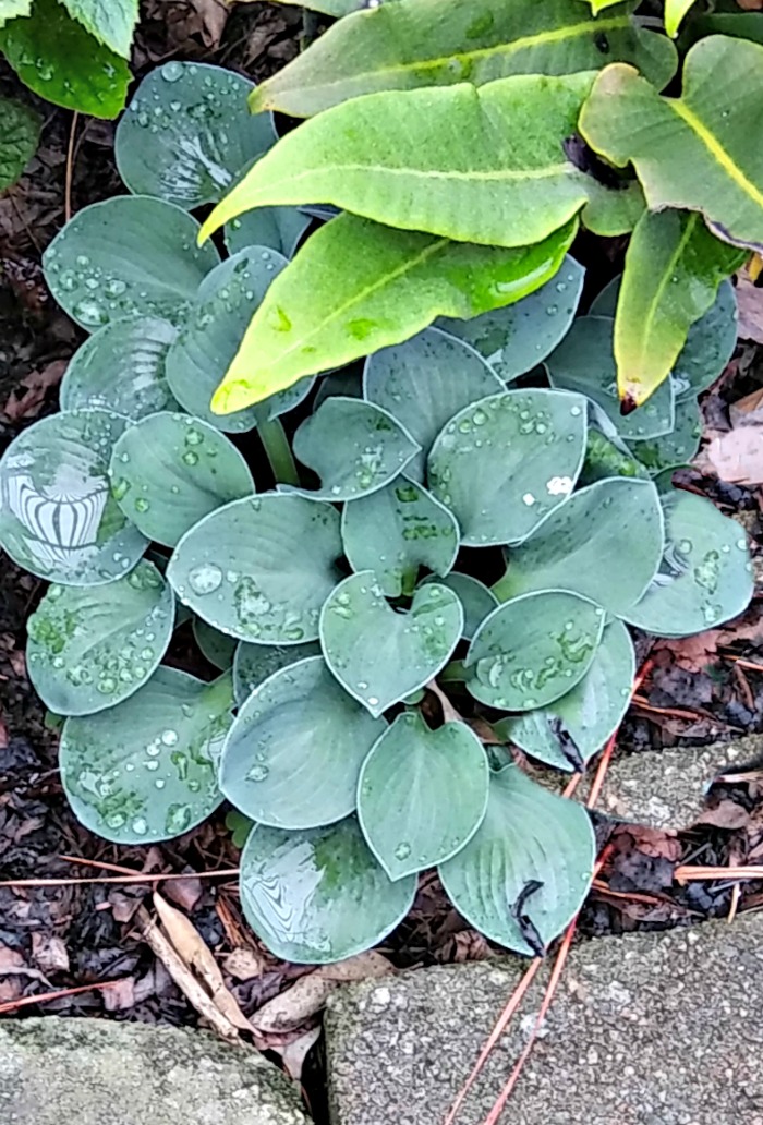 Miniature Hosta cat and mouse in a garden bed